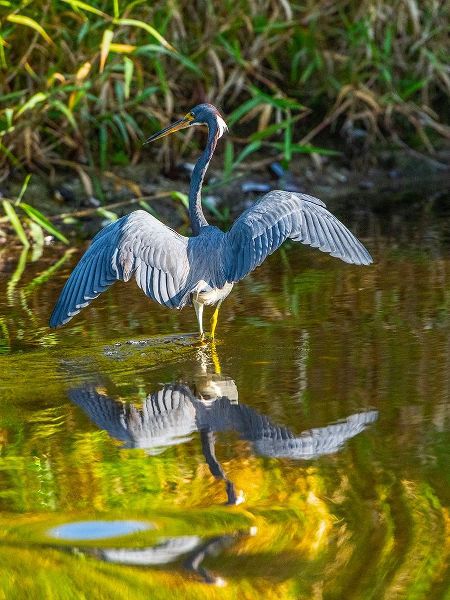 Friel, Bernard 아티스트의 USA-Florida-Sarasota-Myakka River State Park-Tricolored Heron작품입니다.